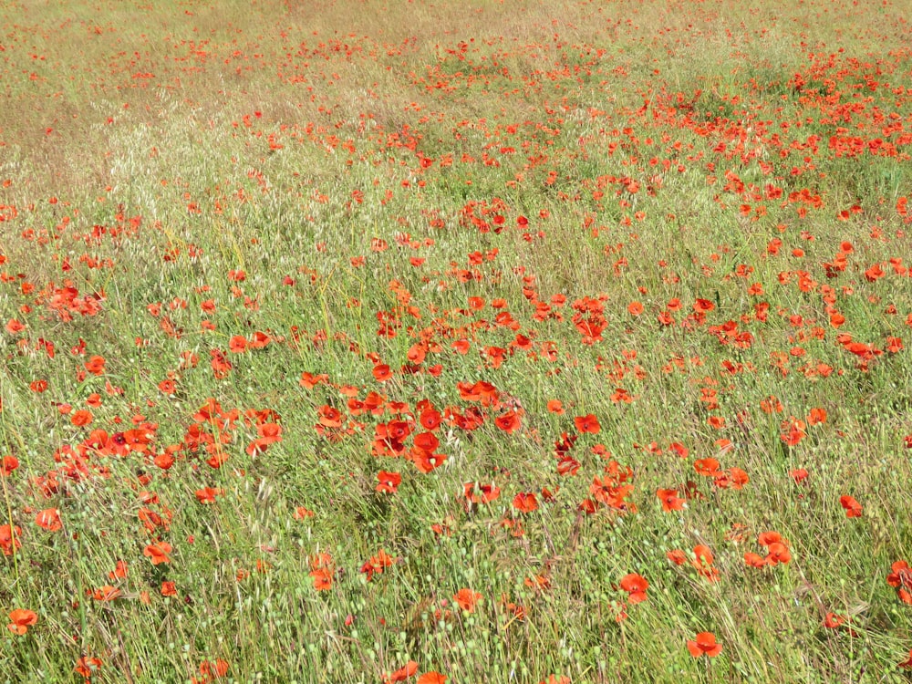 bed of red poppy flower