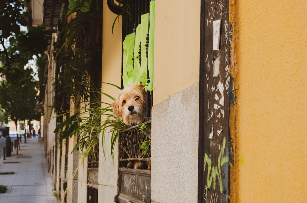 dog looking through window near plants