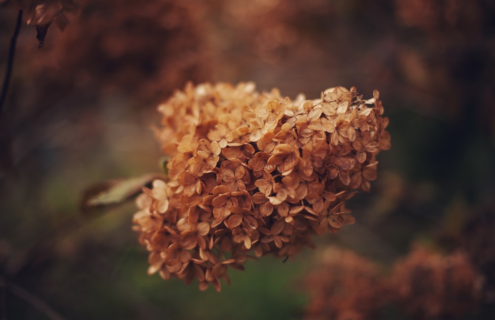 close up photography of brown clustered flower