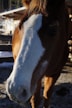 A close-up of a horse's face features a white blaze down its muzzle. The horse's coat is a rich brown, and its eye is visible on the right side of the image. The background shows the outline of a wooden fence and a rustic barn in a sunlit outdoor setting, possibly in a rural area.