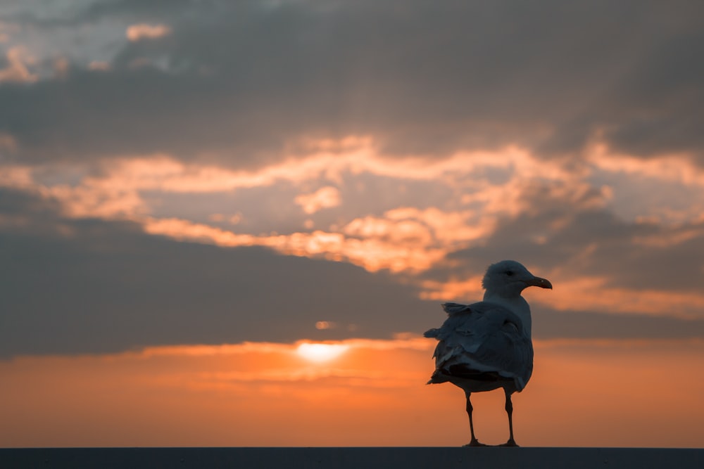 girl under gray skies during golden hour