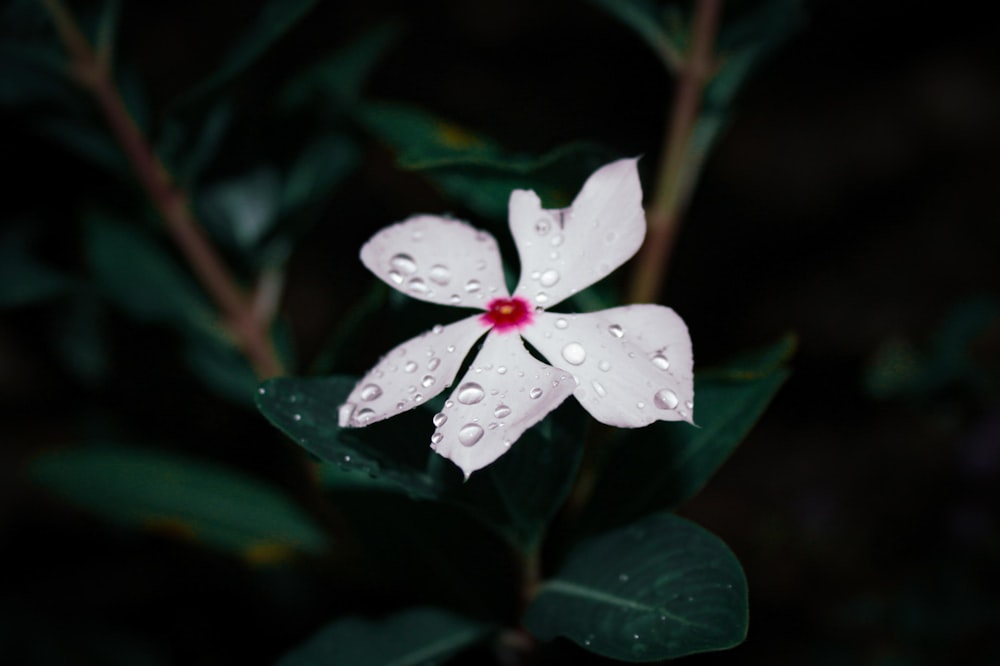 periwinkle in bloom with water droplets