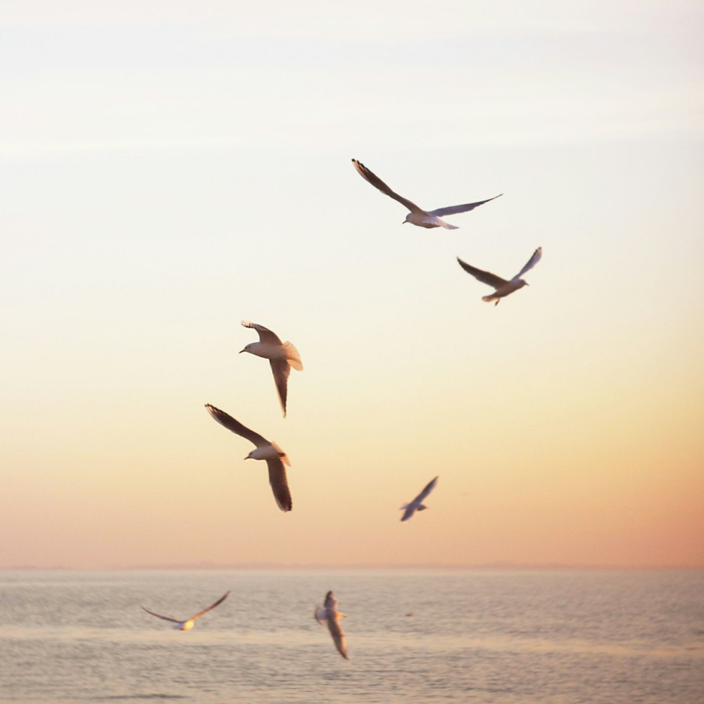 flock of white-and-brown birds