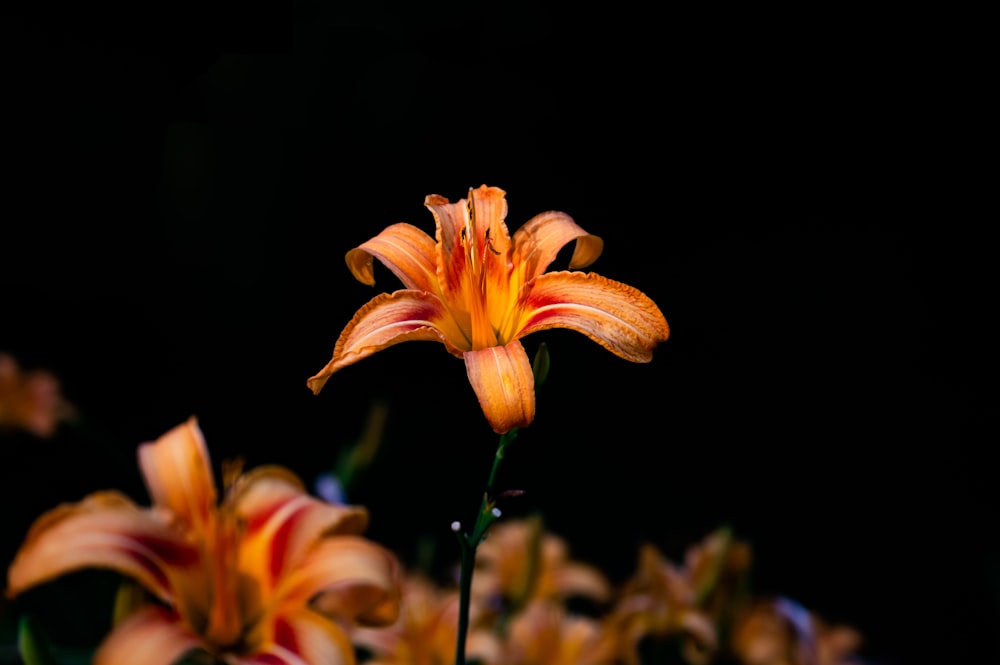 orange flowers