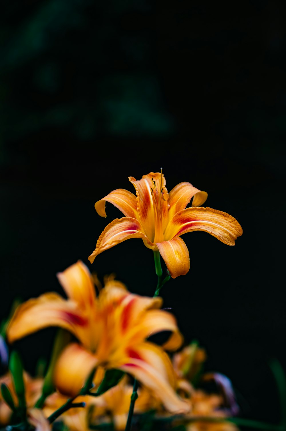 fotografia a fuoco superficiale di fiori d'arancio