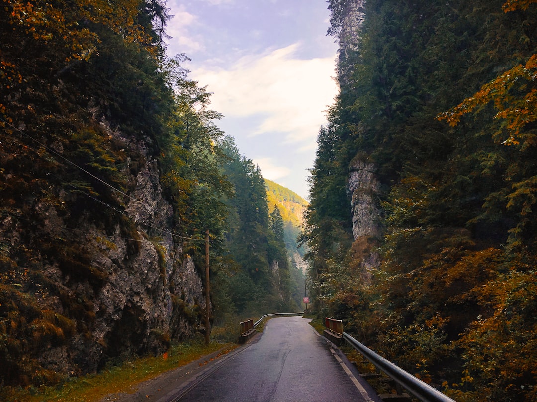 road surrounded by trees and rock mountain