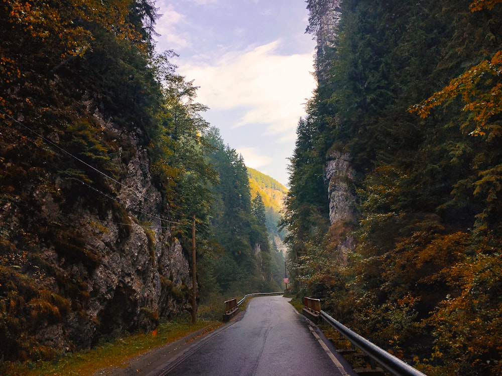 road surrounded by trees and rock mountain