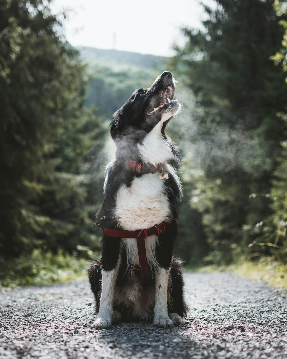 white and black dog sitting on sand