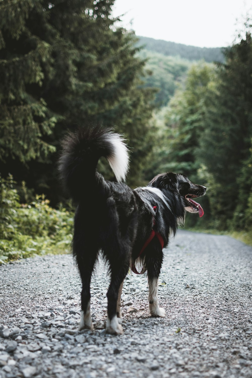 Cachorro preto de pelagem longa em pé na estrada