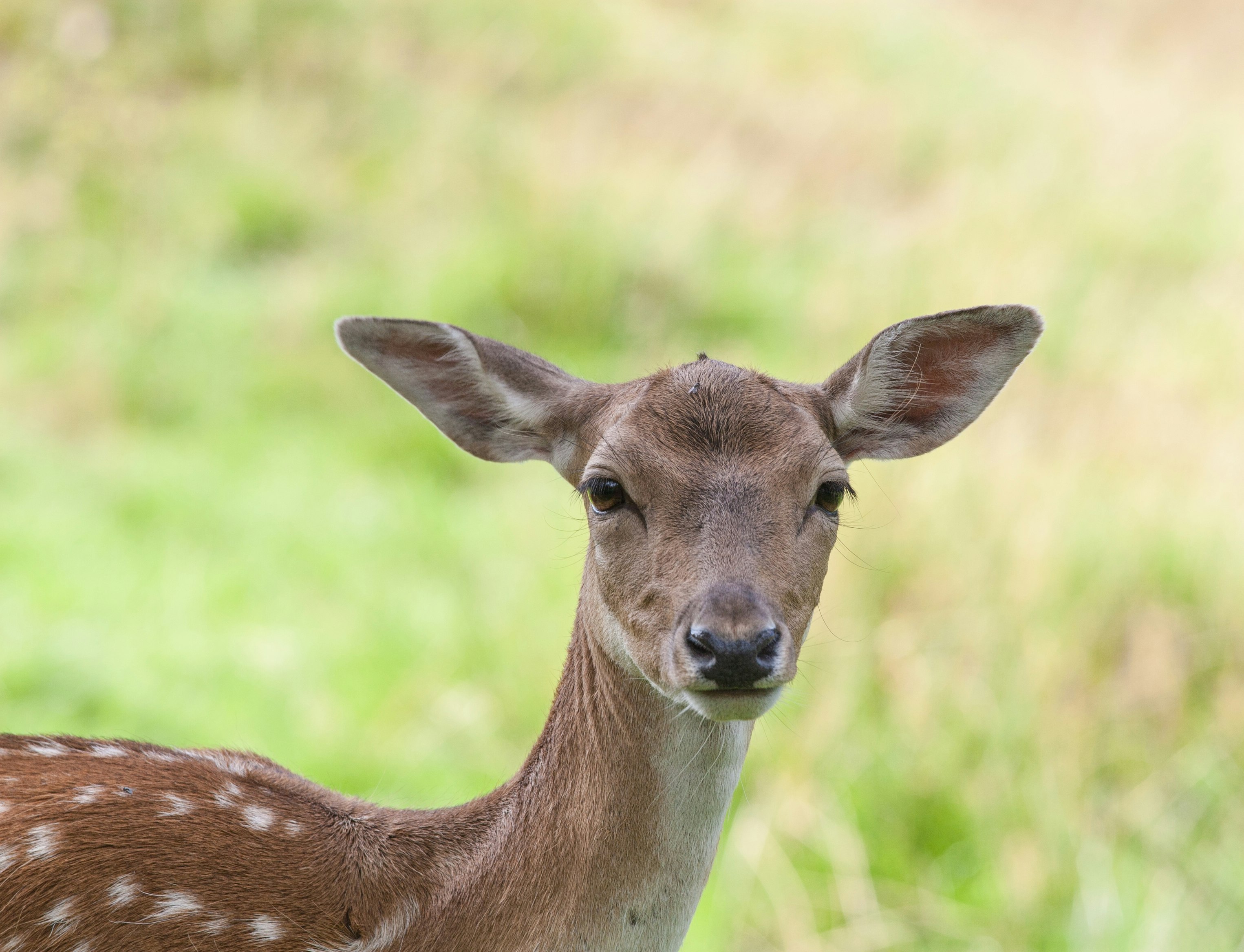 shallow focus photography of deer