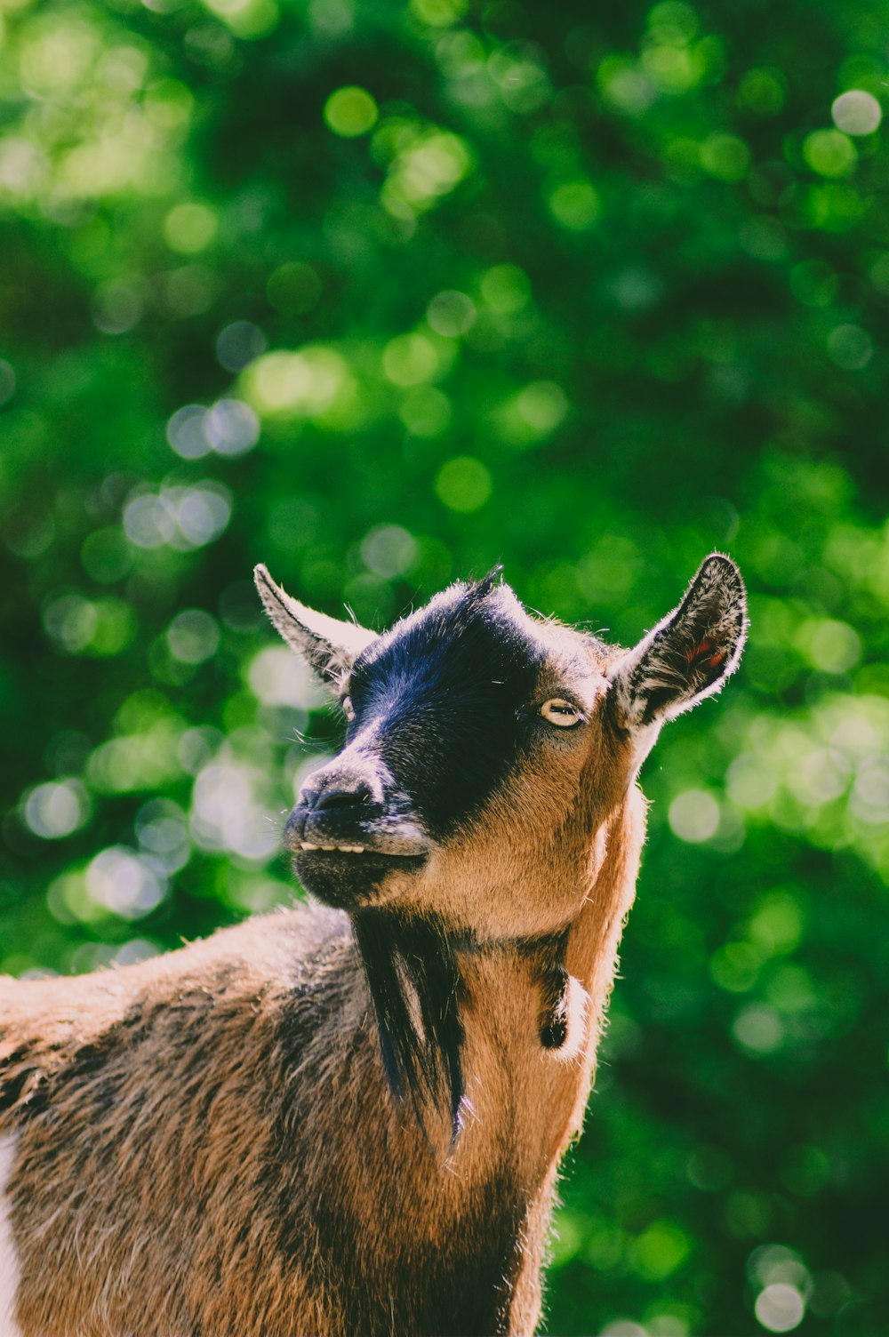 wildlife photography of brown goat