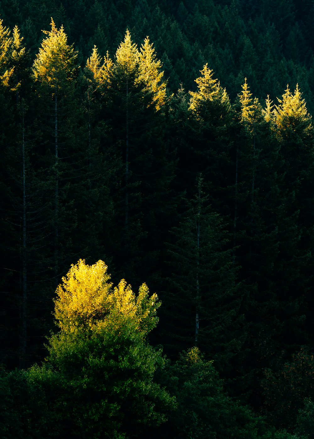 green pine trees during daytime