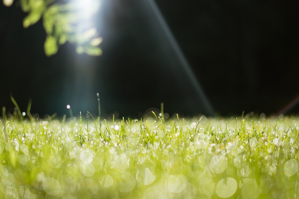 macro photography of green grass field