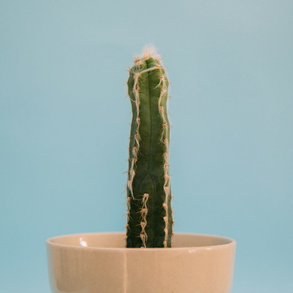 green cactus on white ceramic pot