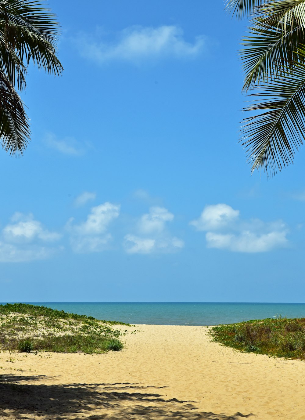 Meer und Palmen unter blauem Himmel