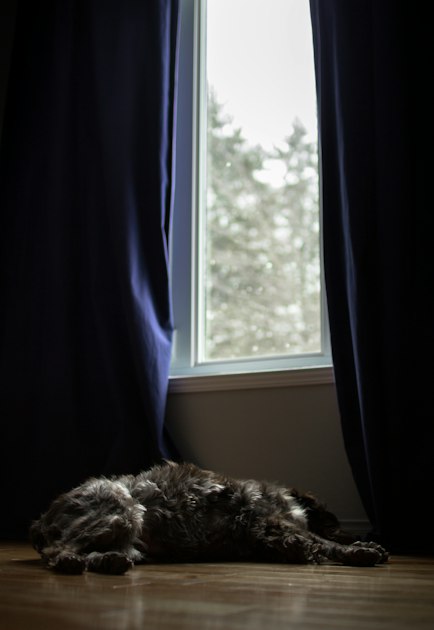 A dog resting quietly in front of a window at home, symbolizing the quiet early stages of age-related health decline that many pet owners miss until it's too late.