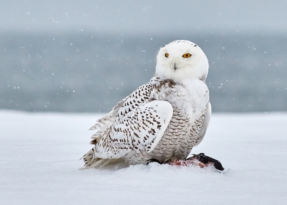 snow owl on snow covered field