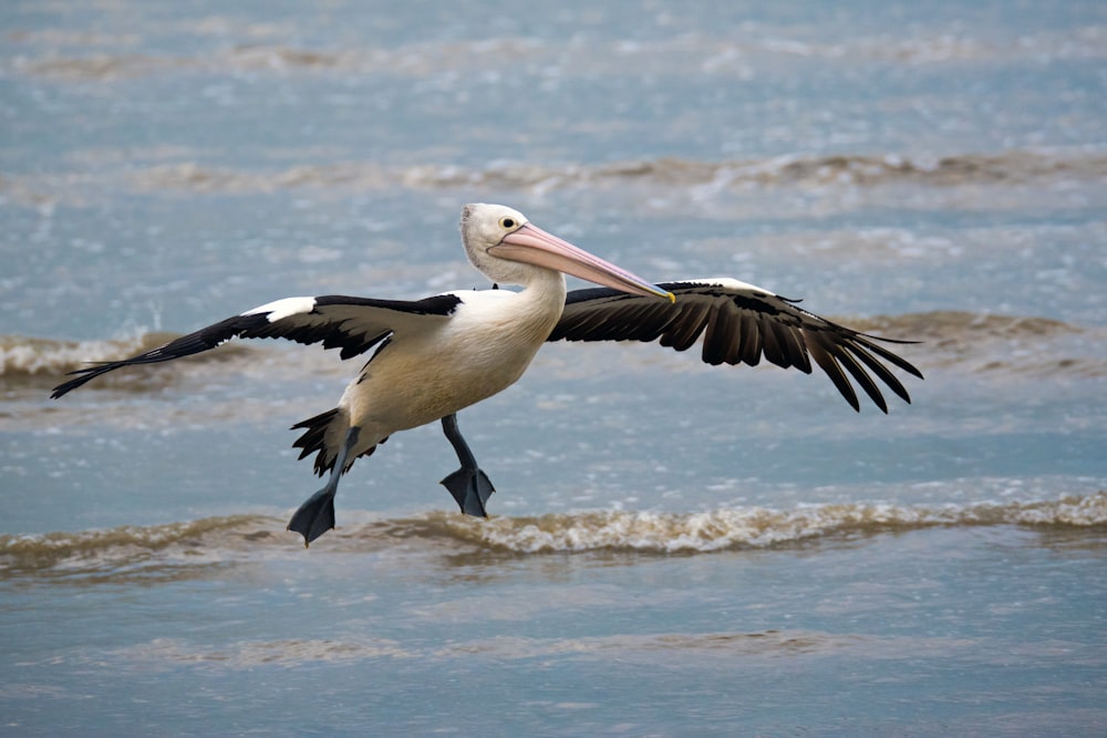 white and black bird standing in body of water