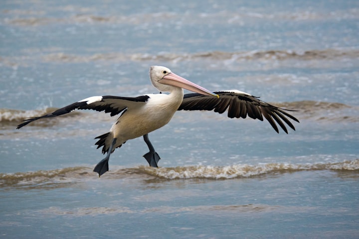 Pelican necks and other creepy animal facts