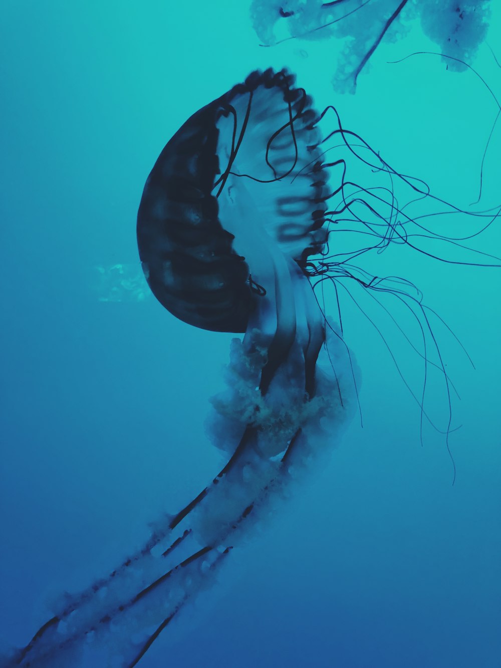 black and gray jellyfish