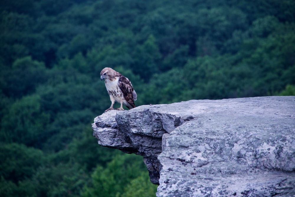 white and brown eagle on concrete floor during daytime