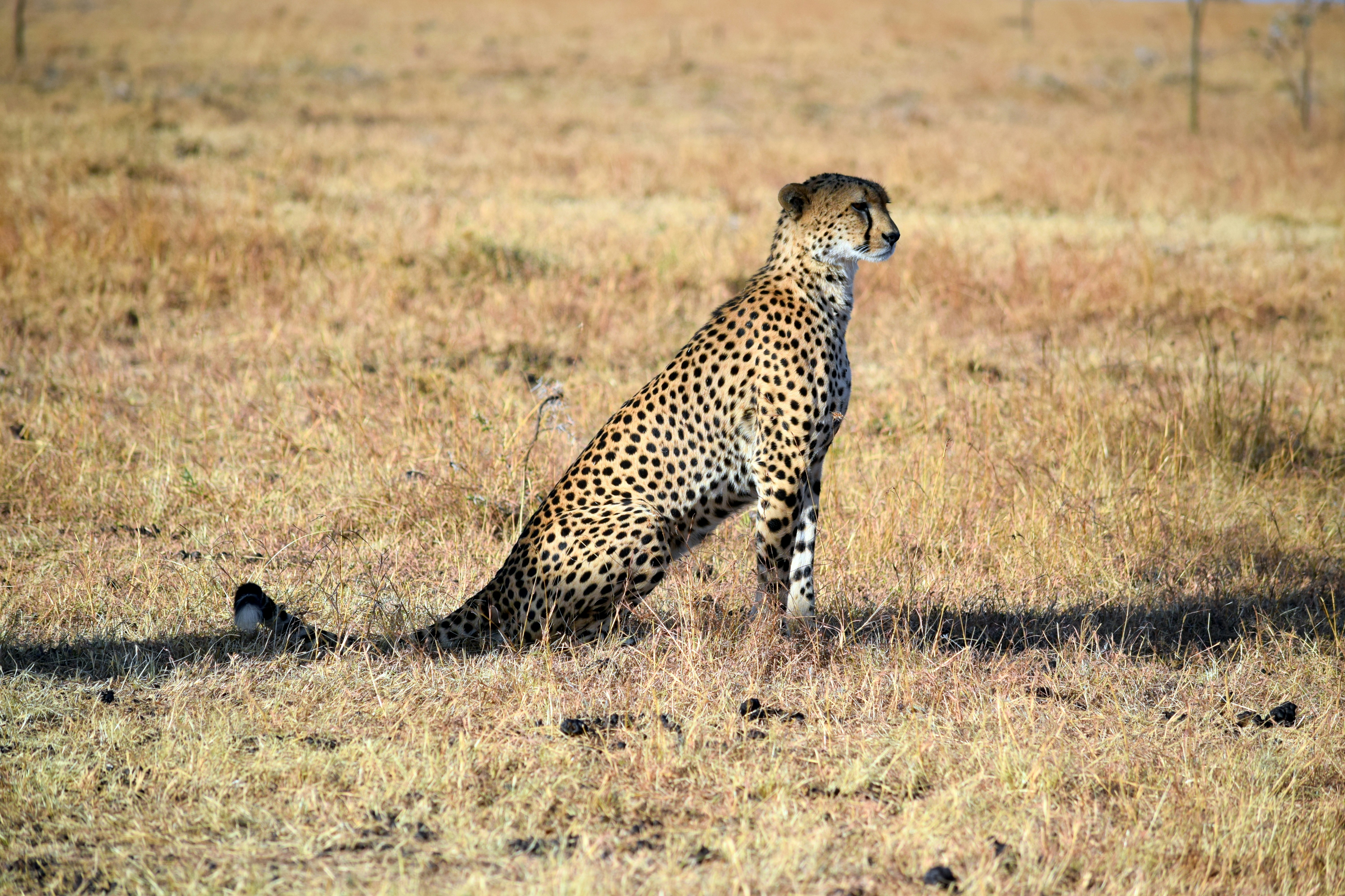 The Serengeti Stalk (image credits: unsplash)
