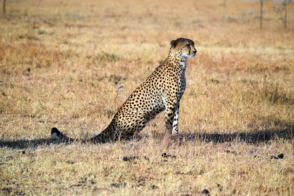 leopard sitting on brown grass during daytime