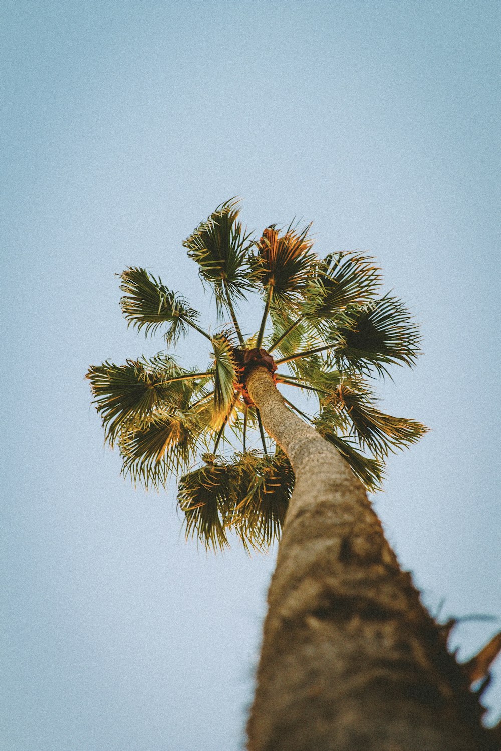 low angle photography of coconut tree