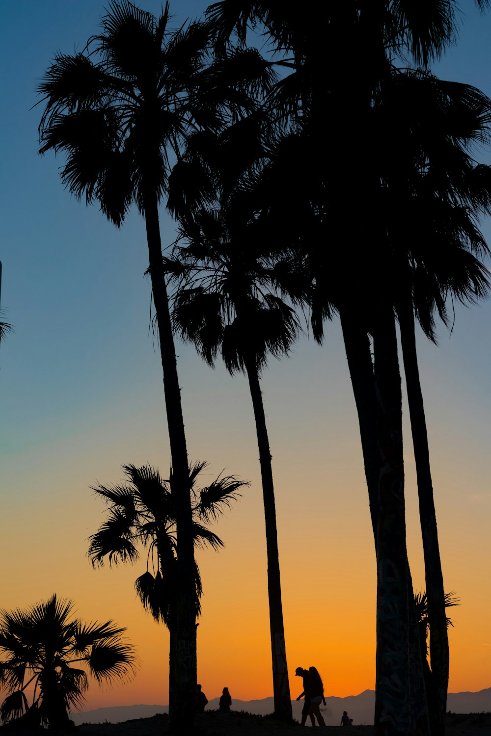 silhouette of person walking under coconut trees at golden hour