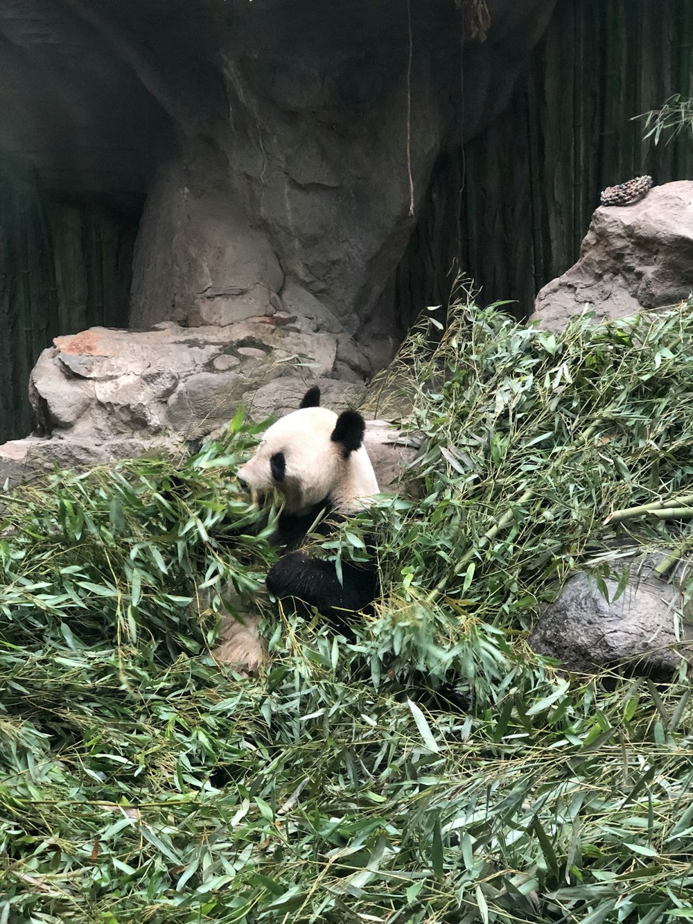 panda comendo grama