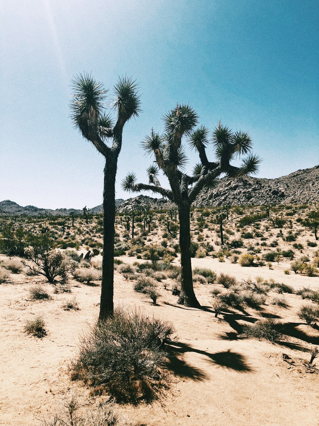 cactus in savanna