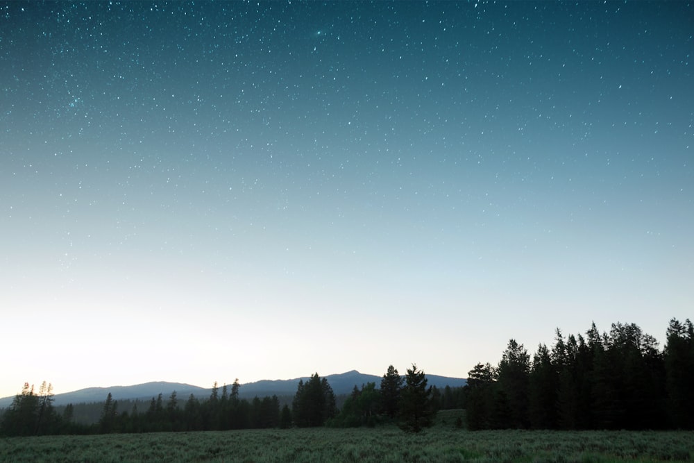 landscape photography of silhouette of trees