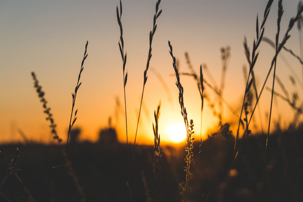 shallow focus photograph of green grass