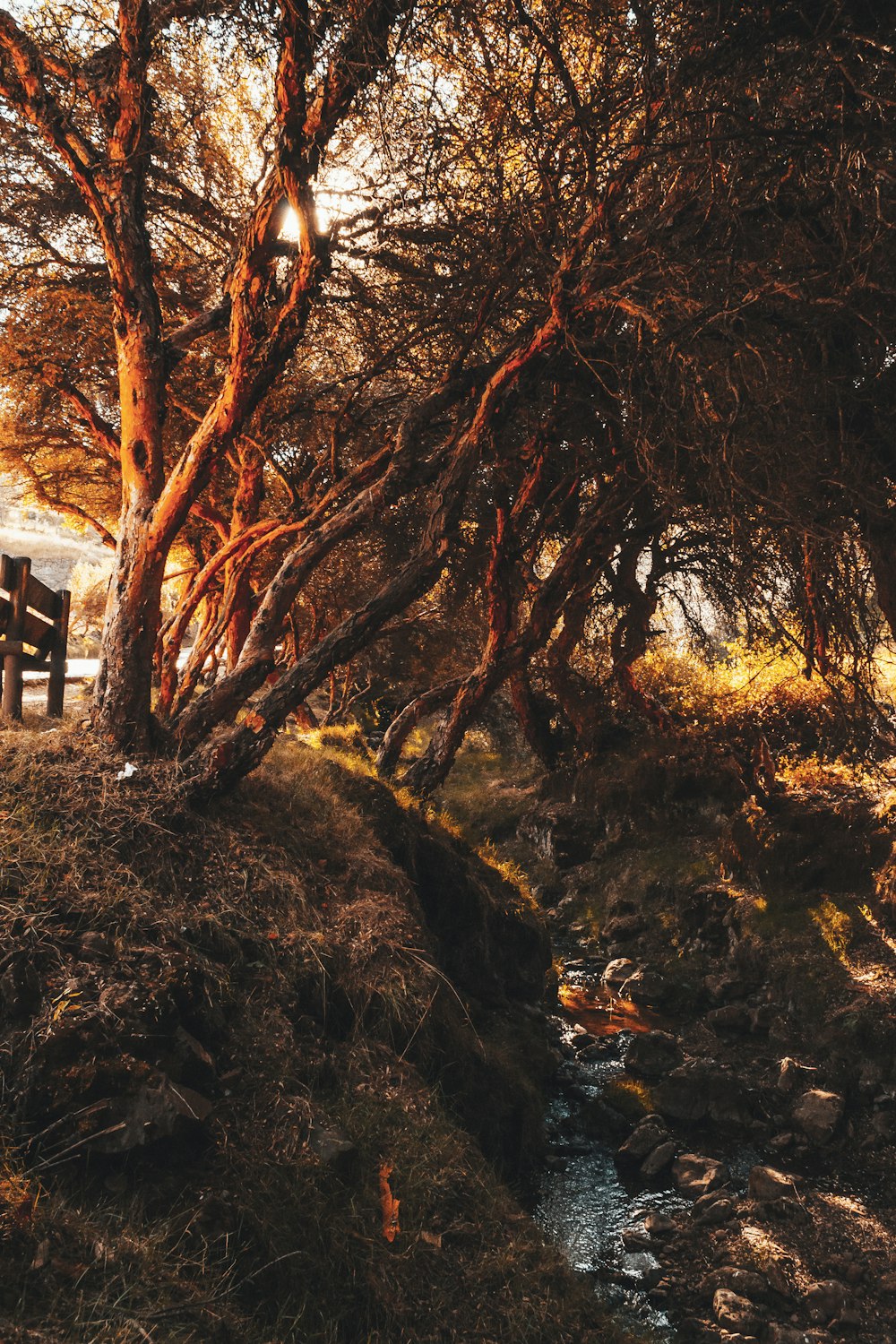 landscape photography of trees