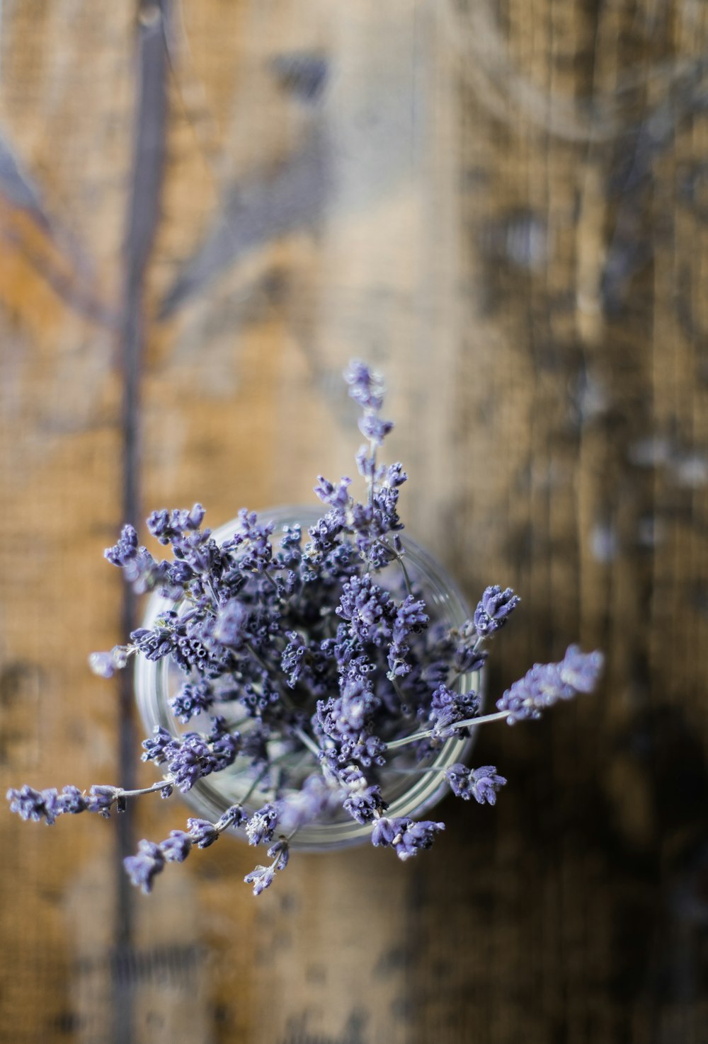 Selektive Fokusfotografie von blaublättrigen Blüten in klarem Glasgefäß