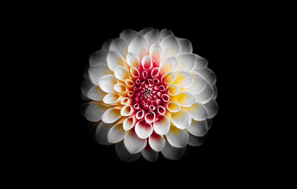 Flachfokusfotografie von weißen und roten Blumen