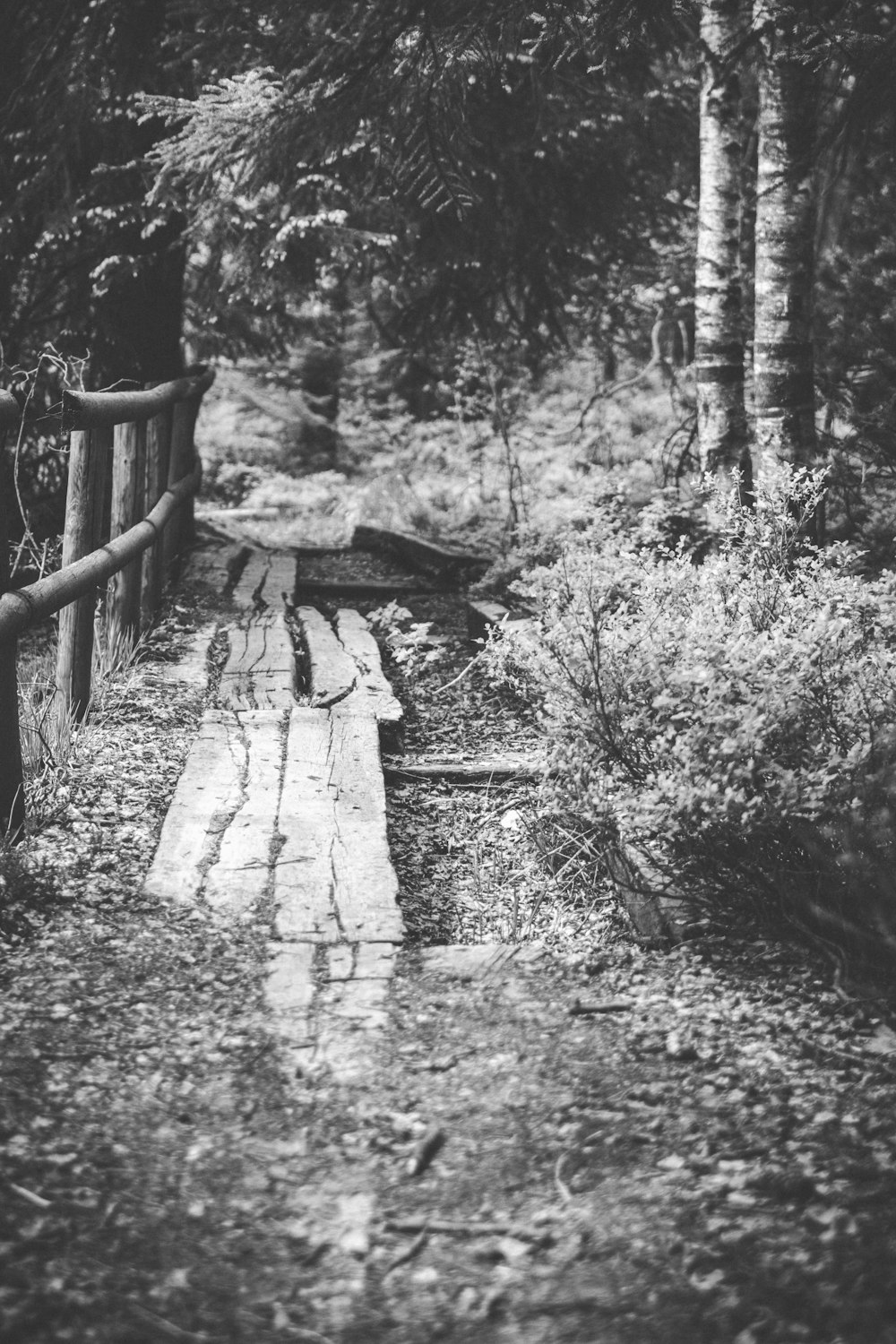 grayscale photo of pathway between trees