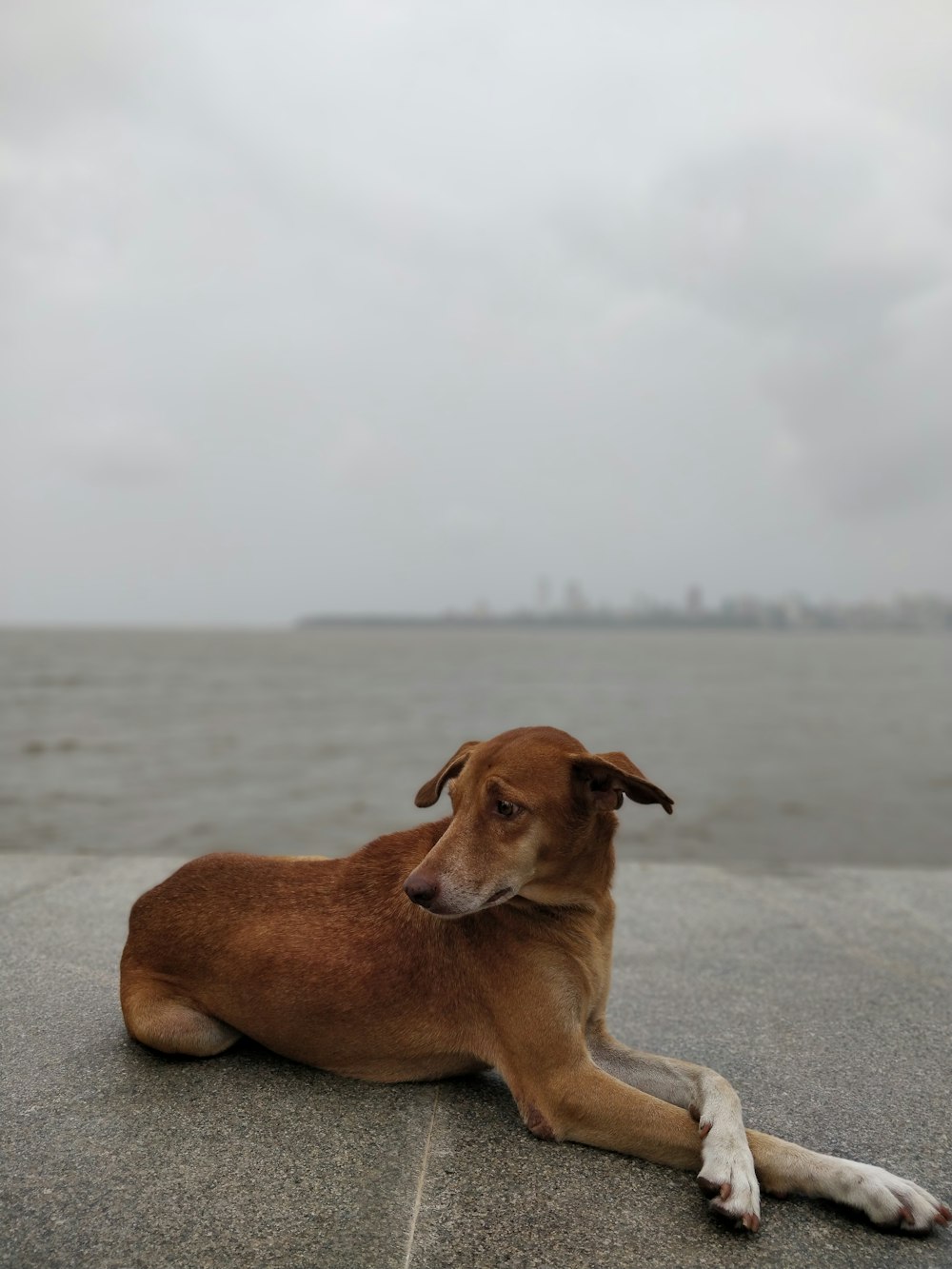 short-coated brown dog laying on pavement on a cloudy day