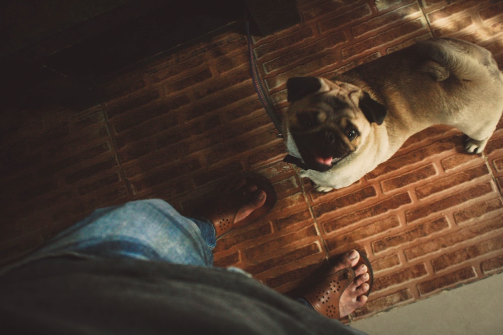 person standing near adult fawn pug on floor