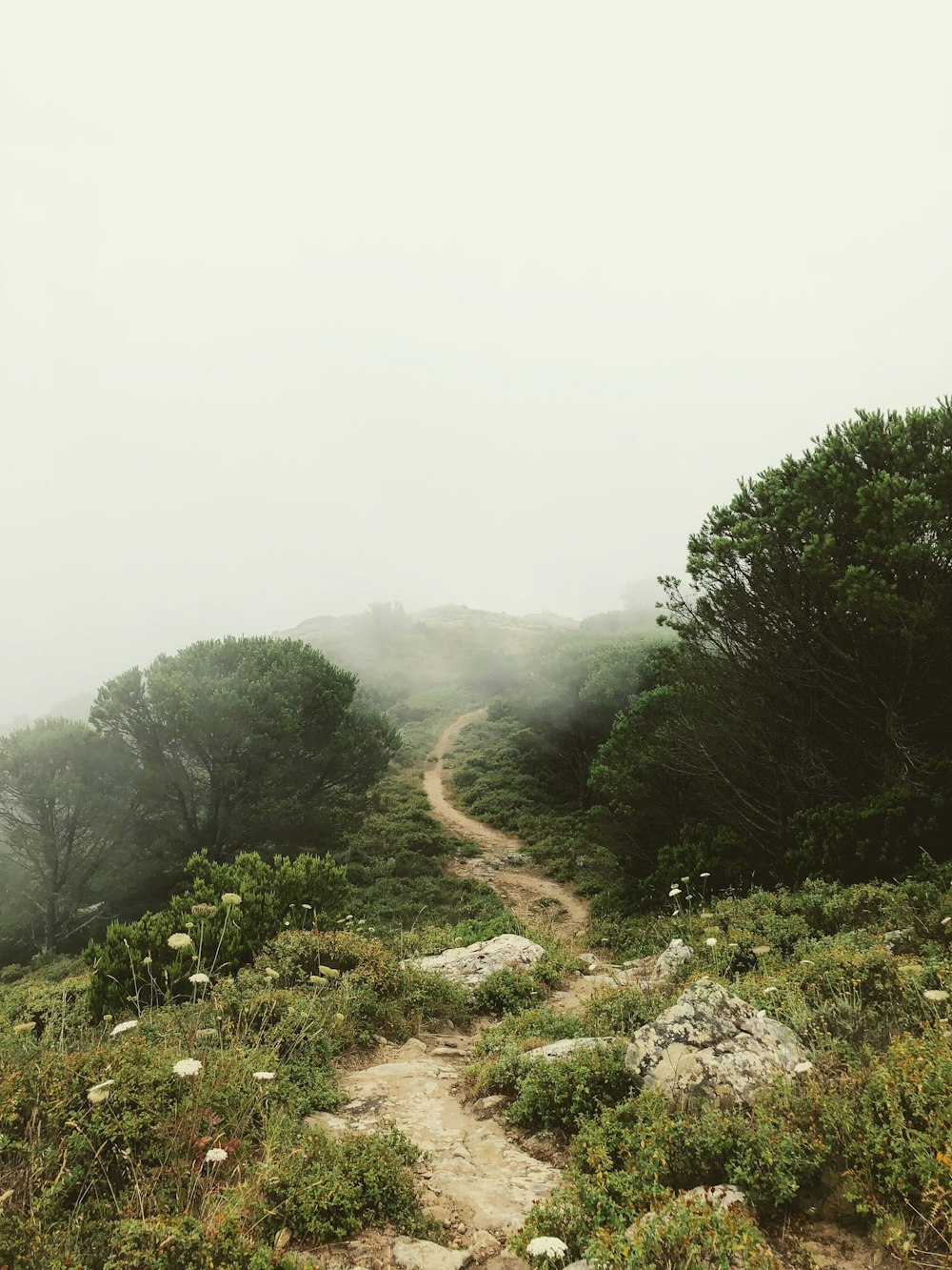 La route rugueuse entoure les arbres de brouillards