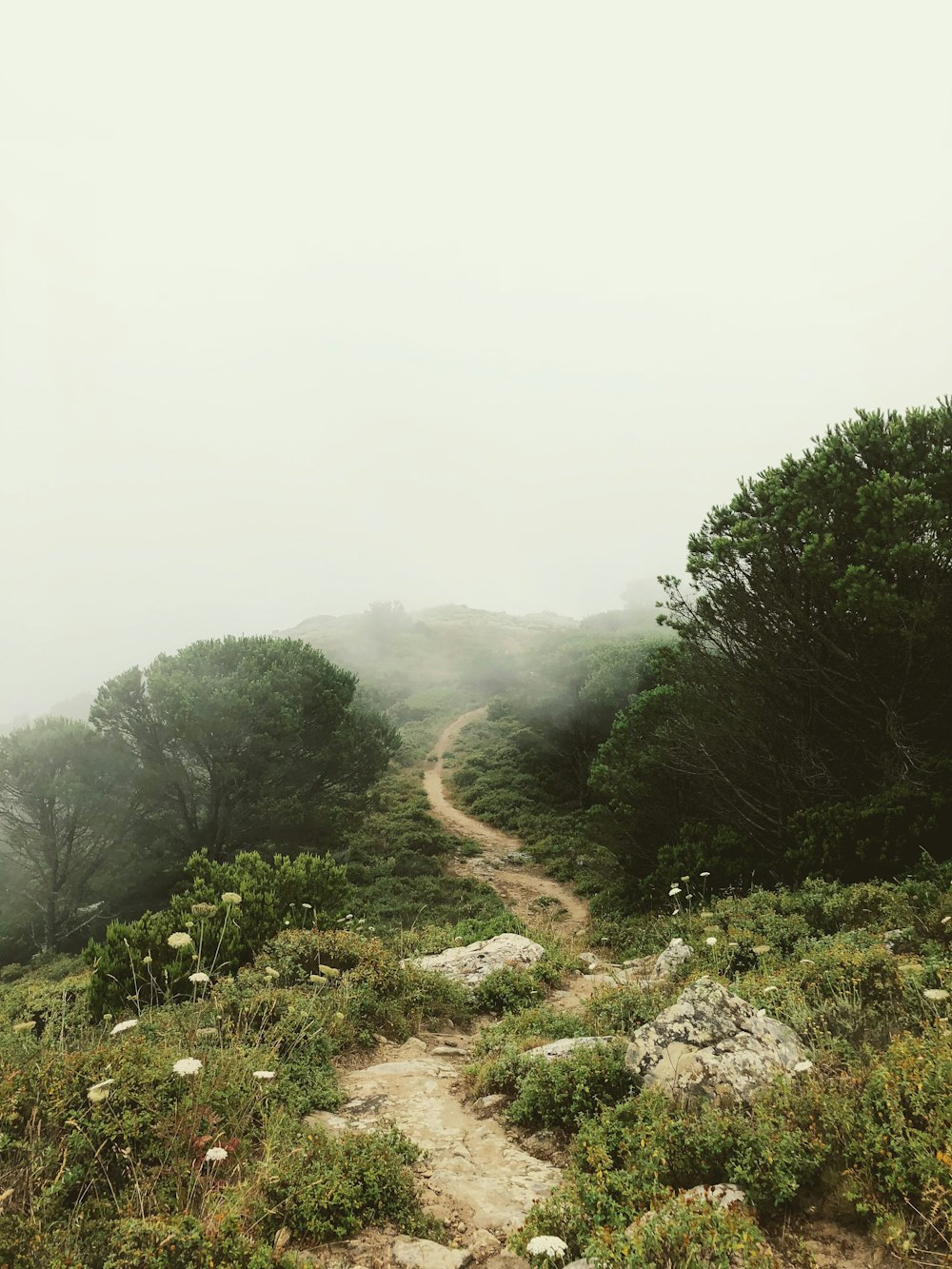 Caminos ásperos que rodean árboles con niebla