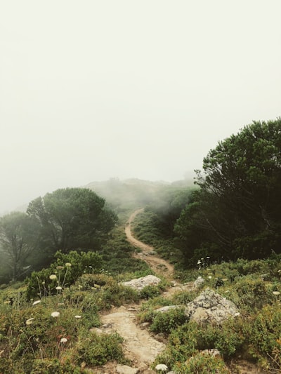 rough road surround trees with fogs