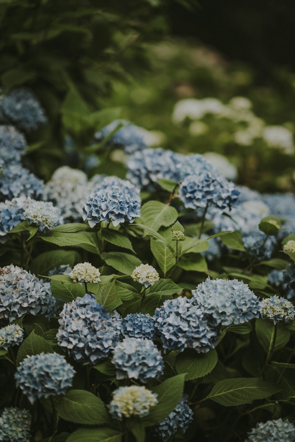 blue hydrangeas flowers