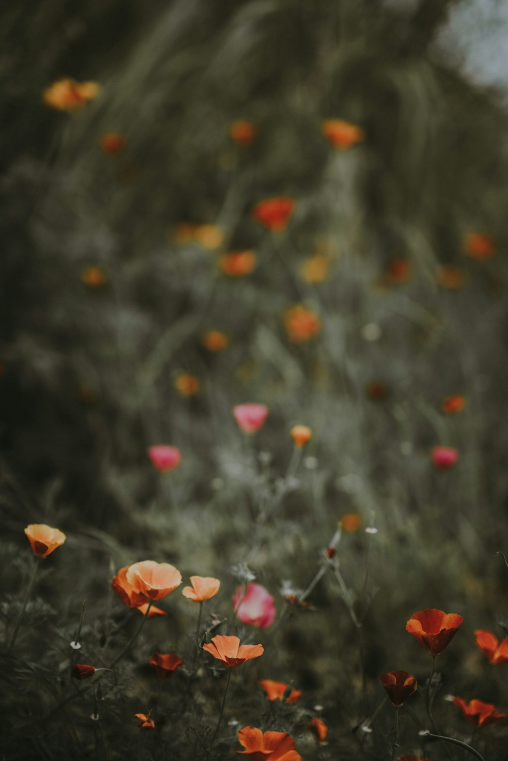 orange and pink flowers field