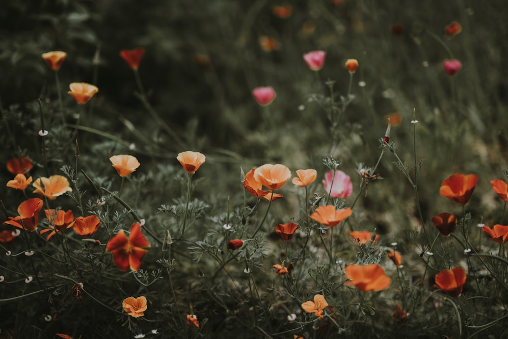 close-up photo of poppy flowers