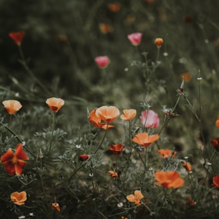 close-up photo of poppy flowers