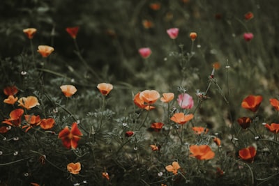 close-up photo of poppy flowers flora google meet background