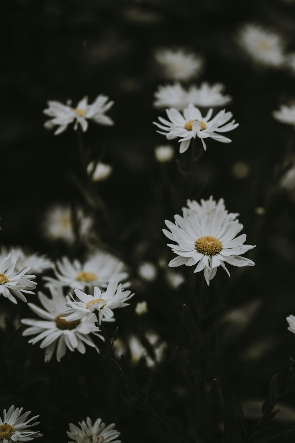Fotografía de primer plano de flores de margarita blanca