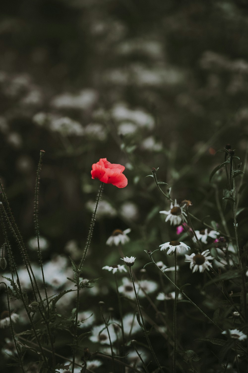 depth of field photography of pink petaled flower