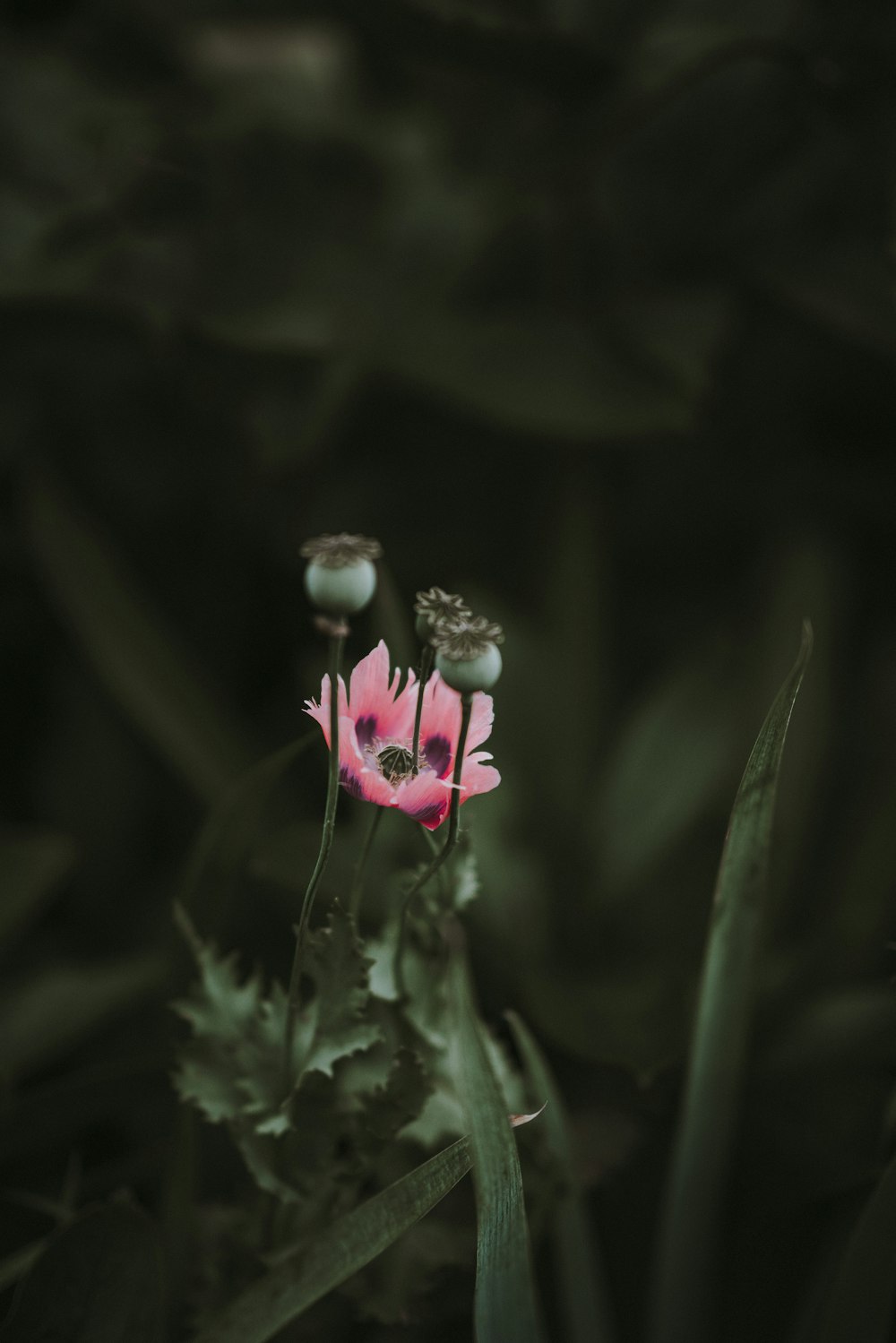 Fotografia a fuoco selettiva di un fiore dai petali rosa durante il giorno